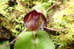Corybas iridescens