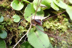 Corybas iridescens