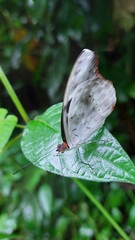 Catonephele acontius