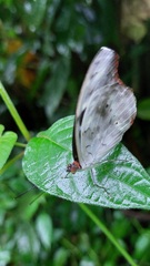 Catonephele acontius