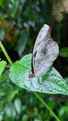 Catonephele acontius