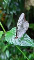 Catonephele acontius