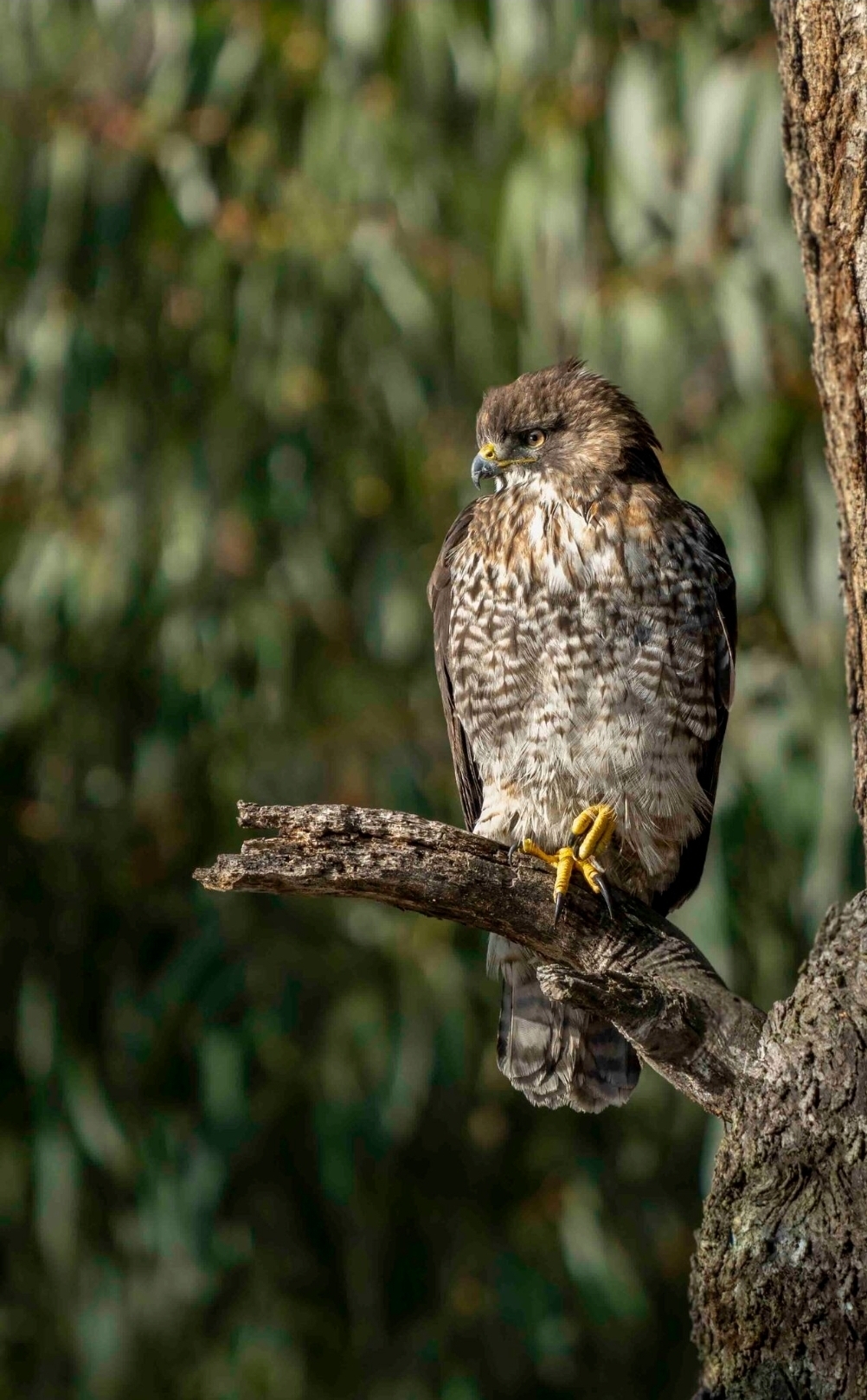 Rufous-tailed Hawk (Buteo ventralis), photo 9