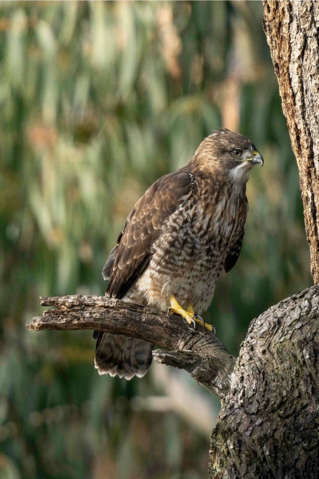 Rufous-tailed Hawk (Buteo ventralis), photo 10