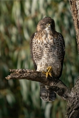 Buteo ventralis