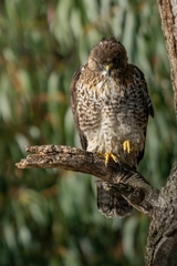 Buteo ventralis