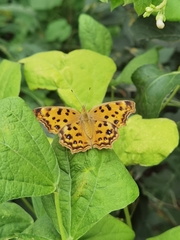 Polygonia c-aureum