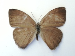 Cepheuptychia glaucina