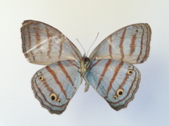 Cepheuptychia glaucina