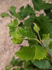 Neuroterus quercusverrucarum