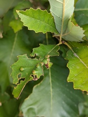 Neuroterus quercusverrucarum