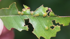 Neuroterus quercusverrucarum