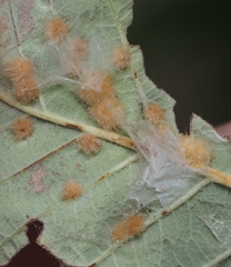 Neuroterus quercusverrucarum