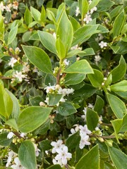 Myoporum petiolatum