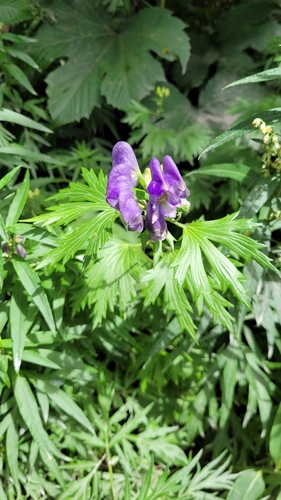 Image of Aconitum maximum by (c) Pavel Smirnov, some rights reserved (CC BY)