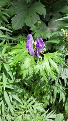 Aconitum maximum