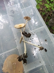 Agrocybe rivulosa