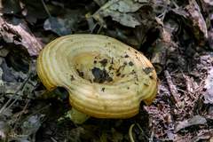 Lactarius maculatipes