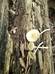 Agrocybe rivulosa
