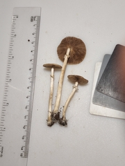 Agrocybe rivulosa