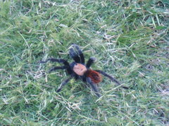 Brachypelma albiceps