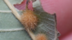 Neuroterus quercusverrucarum
