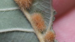 Neuroterus quercusverrucarum