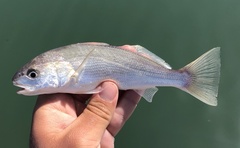 Genyonemus lineatus