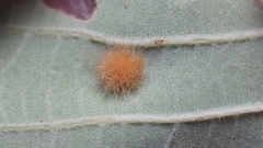 Neuroterus quercusverrucarum