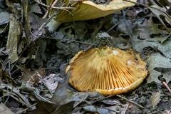 Lactarius maculatipes
