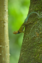Sceloporus serrifer