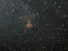 Proboscidactyla flavicirrata