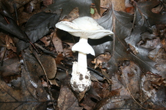 Amanita magnivelaris