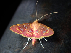 Ischnurges gratiosalis