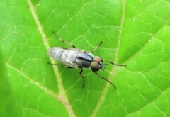 Ozodiceromyia notata