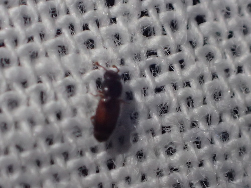 Monotomidae