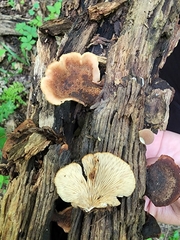 Lentinellus castoreus