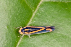 Soosiulus salutaris image