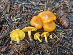 Calocybe naucoria