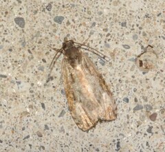 Olethreutes malana