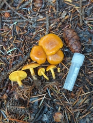 Calocybe naucoria