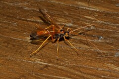 Opheltes glaucopterus