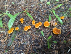 Calocybe naucoria