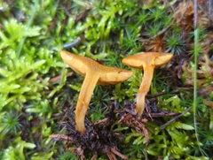 Calocybe naucoria