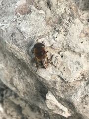 Palpada mexicana