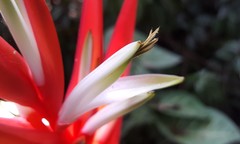 Heliconia angusta