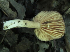 Lactifluus gerardii