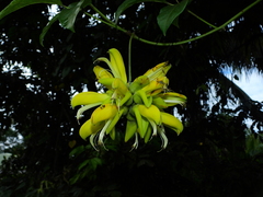 Mucuna sloanei
