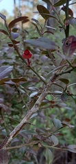 Vaccinium darrowii
