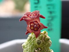 Pseudolithos dodsonianus